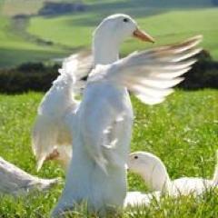 Greg and Jodi farm paddock reared ducks near the 12 Apostles & the Great Ocean Road. They've also published a cookbook, #JustDuck, with recipes from chefs.