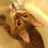 modulecat's profile picture. Photographer, sociologist, technophile, writer, dabbler, observer, thinker, cat lover, guide & facilitator of the obvious (and not so obvious).