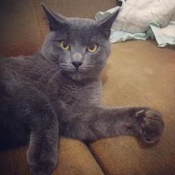 sou um gatinho que conquisto todos, miau