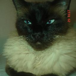 Miaaaaaaaaaaaaaaaaaaaaaaal =^.^=