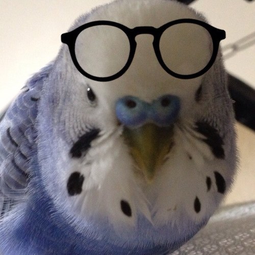 鳥好き。好きな人も好き。
