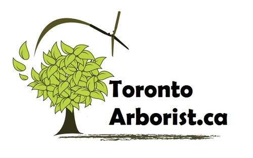 We are Arborist expert company in Toronto