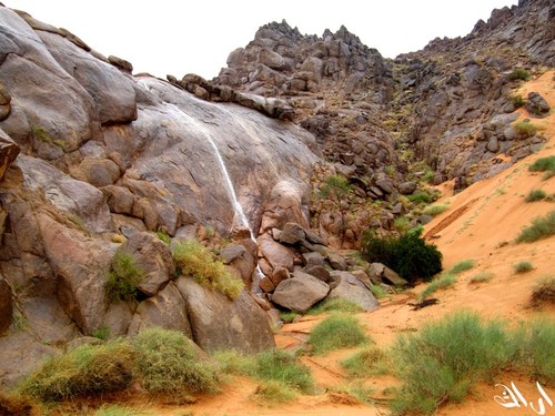 naiefalshamry's profile picture. 