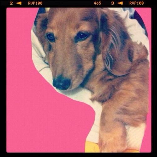 JK 2nd 、 AHBaN 1st staff、enjoymusic！BREMEN and zipRock 's vocal！♪ °. # °.♭shin loooooove @since.2011.11.12 〜 9mm / 時雨 / 小南泰葉 / あべま / androp