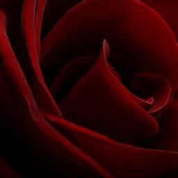 Romance should not die simply because there is noone to love
over 18, under 18 need not apply