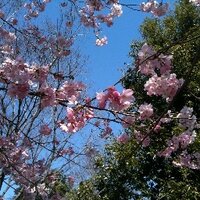 motoko (@motoko4) 's Twitter Profile