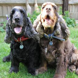 MaceHannah's profile picture. Scientist, writer, owner of a one-eyed horse...