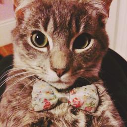 ponyisblack's profile picture. 