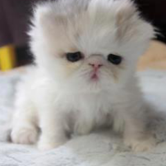 ¿? พ่อมดเเห่งธาตุ-ลูกแมวชื่อธาตุมีไว้เล่นเบื่อก็ทิ้ง กระดิกหู.|| ลูก- @WizardSins . #เสะ #ไม่ใช่บอท #ยืมอิมเมจ #WizardClub#ABtype