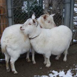 nekoma_tw's profile picture. 観覧車で一人暮らし