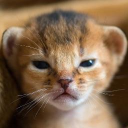#Dubstep #EDM #House Music Kitty Titties, i heard that song before you, kind of old now. #TeamFollowBack... before it mainstream