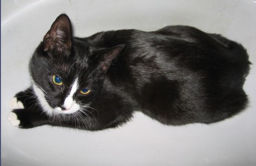 fenni's profile picture. Crypto Option Quant Trader