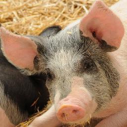 Trouble making swine, chauvinist pig who believes in old fashion values - discipline, the cane and hard work.