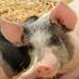 Cyber Pig (@techpig1) Twitter profile photo