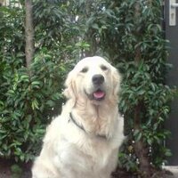 Matthijs S. (@ijsmatth) 's Twitter Profile
