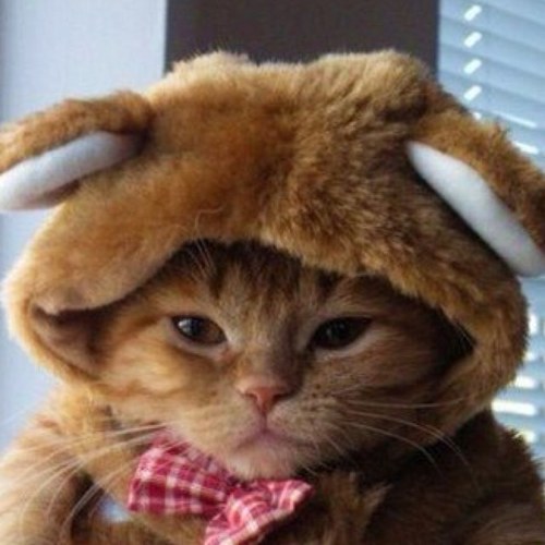 Кот Мизантроп Profile