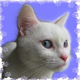 Artistic photographer & writer; Nature nut! Chief of Staff to 4 wonderful feline furbabies! Supporter of http://t.co/GpYvQ31s