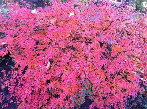 JamalBokhawla's profile picture. 