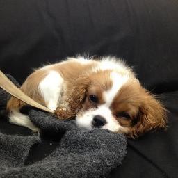 Woof! I'm Scrumble, @BinkyFelstead's lovely puppy! Watch me on Made in Chelsea every Monday at 10pm on E4. #puppylove x