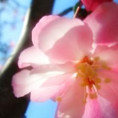 newversion7's profile picture. 新しいバージョンにてつぶやきます