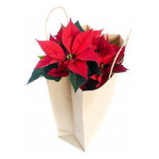 Kerststerdag's profile picture. Kerstster Dag! Op 12 December is het Internationale Poinsettia Day. Op de Dag van de Kerstster Geven we Elkaar een Kerstster Cadeau! Symbool van Liefde & geluk!