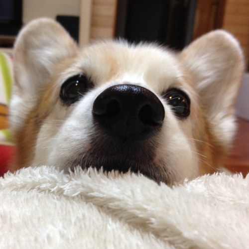 yukamyukampurin's profile picture. あふれ出す幸福感とゆるい危機感とが隣り合わせの生活