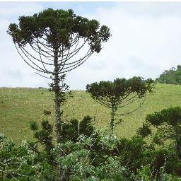 Completando 10 anos, O PROJETO ARAUCÁRIA DA SERRA CATARINA totalmente independente, já gerou 3.000 mudas.