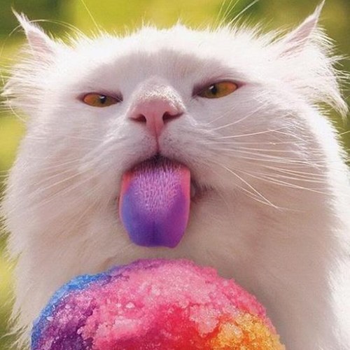 thummek's profile picture. 