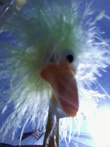 quack!!!!!!come see me at ruby tursdays in thomasville!!!!!!!