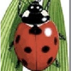 PETITION http://t.co/JiEaXuzREV ! FelixProjekt ermutigt Kinder zur Kreativität+Hilfsbereitschaft für eine bessere Zukunft. Starte mit!