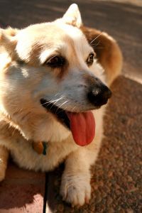 AdorableCorgi's profile picture. Corgis are the cutest buddies!