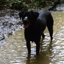 Dolly Gray - @dollythedoggray - Twitter