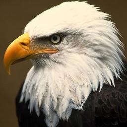 USAbesthockey Profile Picture