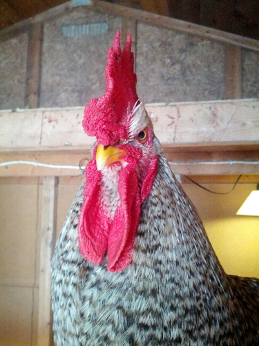 OnesieRooster's profile picture. I was  a rooster. I lived in Newfoundland from May 11, 2012 - April 24, 2017