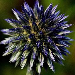 GardenerSelect's profile picture. Gardener Select and The Gardener Select Blog, is dedicated to bringing you the latest news and information about the gardening world