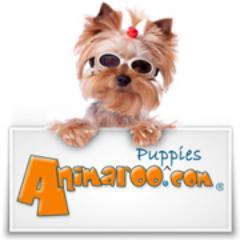 animaroo's profile picture. Your source for reliable dog care information and pet supplies for all your furry friends needs!