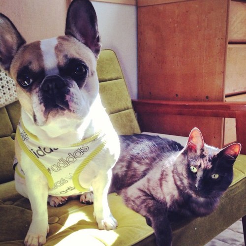 bluepoint610's profile picture. ハニーパイドのフレブルとうなぎのような黒猫と一緒に日々の子育て頑張ってます。ホラー＆スプラッター映画をこよなく愛してますが最近映画を見る時間がないのが少しストレスかしら・・・？