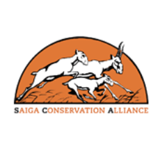 The Saiga Conservation Alliance (SCA) is committed to saving the critically endangered saiga antelope from imminent extinction.