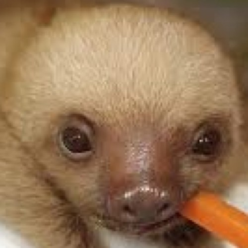 i'm a sloth and we must stick together #slothluva4eva