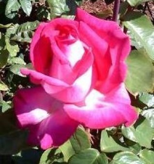 Inspired by the song The Power of One by Donna Summer. The rose represents devotion to the Blessed Virgin Mary, the Mystical Rose. Ps 92:12-14. Let us Ps 101:8.