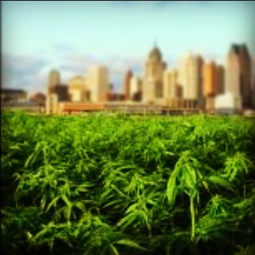 Kushdom, a place everyone can enjoy marijuana together Share stories and create a stronger #StonerNation
Posting my random thoughts and interesting quotes