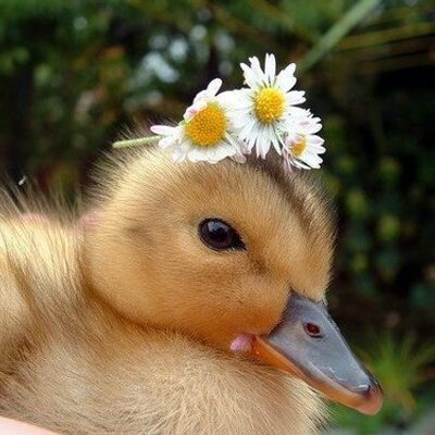 Cute duck profile picture