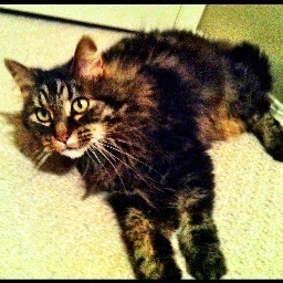 My feline musings on feminism, film, fashion, and hairballs.