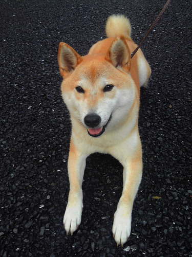 つらつらと つらつらつらと つらつらと