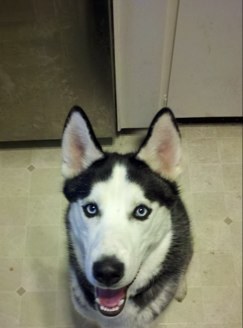 buzz your girlfriend, woof!