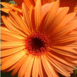 AmeliaFlorist's profile picture. Whisconier Florist & Fine Gifts is your premier full-service florist proudly serving Brookfield, CT and the surrounding area