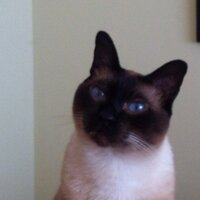 Marcelo (@mds120) 's Twitter Profile