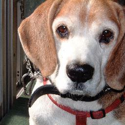 lionbeach971's profile picture. 