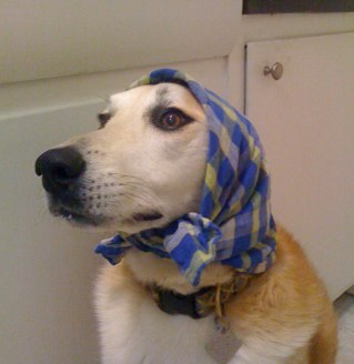 mindypooch's profile picture. Basically a pinheaded mutt