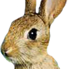 At All Natural Rabbits we bring you the highest quality of rabbits. Rabbits are raised at a small family farm. Choose Rabbit the Healthiest meat to Eat